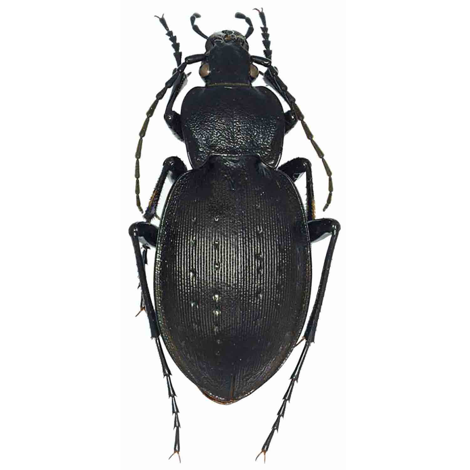 L'Arca di Noè - Oreocarabus preslii pindicus Carabus Insect